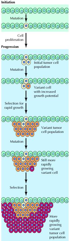 Η κλωνική φύση του καρκίνου μετάλλαξη Πολ/σμος κυττάρων μετάλλαξη Αρχικός κυτταρικός πληθυσμός Ετερογένεια του όγκου μέσω της φυσικής επιλογής των ταχύτερα διαιρούμενων κυττάρων Επιλογή για ταχεία