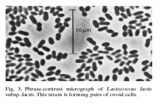 Lactococcus spp. cont.