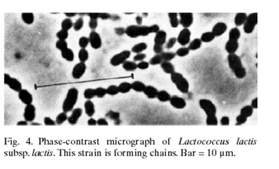 ovoidne ćelije, pojedinačno, u parovima ili lancima nemoguće razlikovati od Leuconostoc, Streptococcus i Enterococcus spp. Lc. lactis subsp.