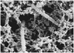 helveticus, Propionibacterium shermani JOGURTNA KULTURA MODEL