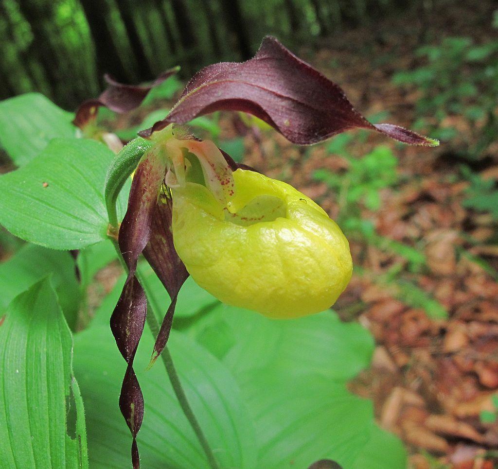 în sit este prezentă şi o populaţie de Papucul Doamnei- Cypripedium calceolus, specie floristica protejată prin lege- Directiva Consiliului 92/43/CEE ce face parte din familia orhideelor.