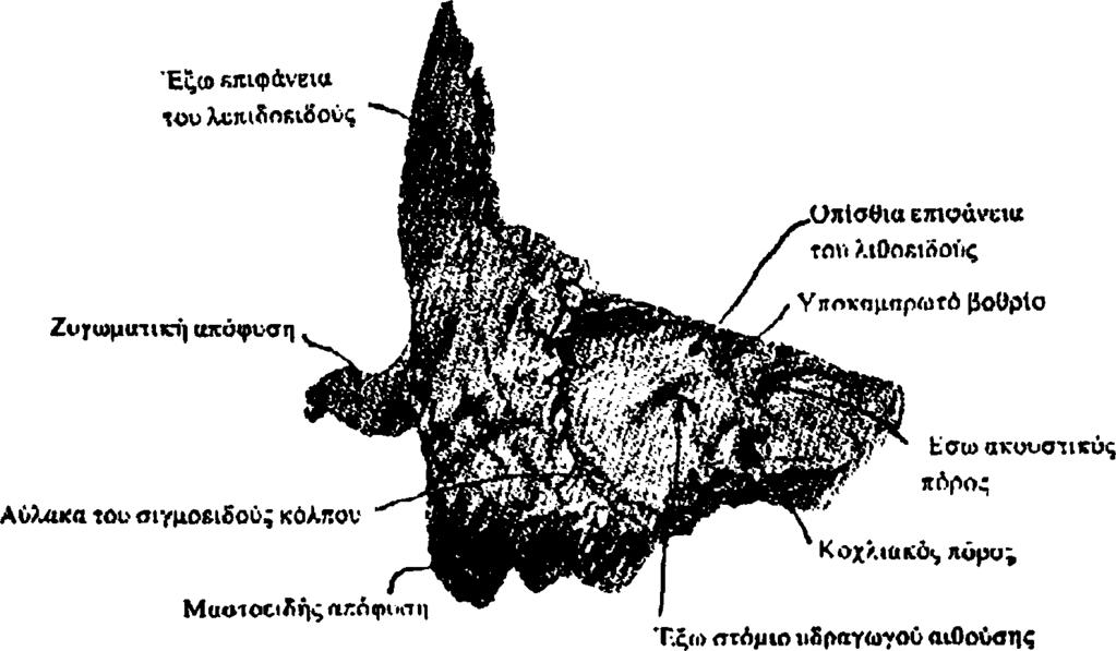 6 Η οπίσθια επιφάνεια του λιθοειδούς συνεχίζεται με την εγκεφαλική επιφάνεια της μαστοειδούς απόφυσης και πιο συγκεκριμένα με την σιγμοειδή αύλακα.