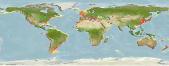 Εικόνα 1.2: Η γεωγραφική εξάπλωση του D. puntazzo (www.fishbase.org).