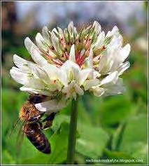 Μερικοί από τους πιο συχνούς τύπους είναι * το μέλι αγρίου τριφυλλιού Melilotus alba. Οι ρίζες του φυτού αυτού έχουν την ικανότητα να δεσμεύουν άζωτο στο έδαφος, με την βοήθεια βακτηρίων.