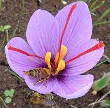 *το μέλι από κρόκο-crocus. Με τυπικό είδος το C.sativus που απαντάται στην Κοζάνη της δυτικής Μακεδονίας. Για 300 χρόνια ο κρόκος αναπτύσσεται στην Κοζάνη.