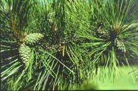 Μερικοί από τους πιο συχνούς τύπους είναι * το μέλι πεύκου Pinus με 90 είδη διεθνώς. Στην χώρα μας ονομαστά είναι τα είδη των P.sylvestris, P.halepensis, P.pinea.