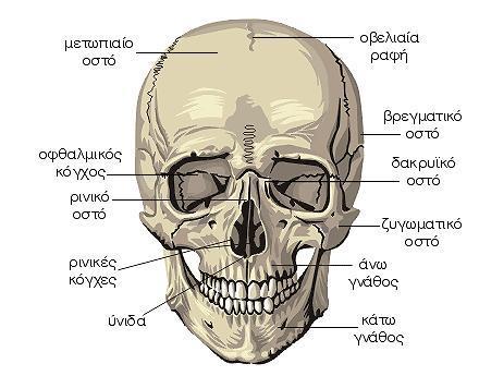 1.5 ΟΣΤΑ ΤΗΣ ΚΕΦΑΛΗΣ ΣΠΛΑΧΝΙΚΟ ΚΡΑΝΙΟ Στοιχεία ανατομίας Τα οστά του σπλαχνικού κρανίου είναι δεκατέσσερα, επτά οστά που σχηματίζουν την ρινική κάψα και επτά οστά που σχηματίζουν τις δύο γνάθους (άνω