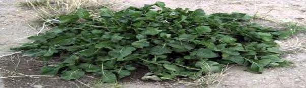 Εικόνα 3: Το φυτό ρόκα (Eruca sativa) Η ρόκα είναι χειμωνιάτικο φυτό ενώ ανθίζει από τον Μάρτιο ως τον Ιούνιο.