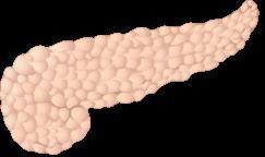 Primary sites of action of oral antidiabetic agents Sulfonylureas/ meglitinides Biguanides Thiazolidinediones Insulin secretion Glucose output Insulin resistance