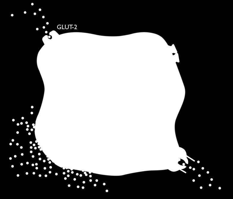Sulphonylureas and glinides: similar modes of action Sulphonylureas and glinides increase endogenous insulin secretion by binding to pancreatic -cells and triggering a cascade of intracellular events
