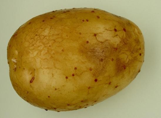 Ανθράκωση της πατάτας Colletotrichum cocodes ή atramentarium Τα συμπτώματα παρατηρούνται σε όλα τα όργανα του φυτού.