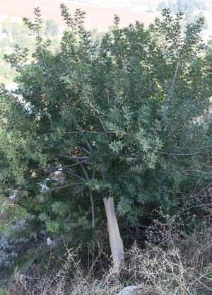עצי תפארת Magnificent Trees שיחים שהם גם עצים עמרי בונה אלת המסטיק lentiscus( )Pistacia גדלה בדרך כלל כשיח בחברת חרוב מצוי siliqua( )Ceratonia בבתי גידול יובשניים באזור הים-תיכוני