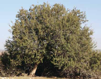 ניתן לעצב עצים של אלת מסטיק גם בעזרת שימוש בצינורות פלסטיק וגיזום, באותה שיטה הנהוגה בנטיעת עצי חורש ביערות הקק"ל )תמונה 2 א ו ב(.