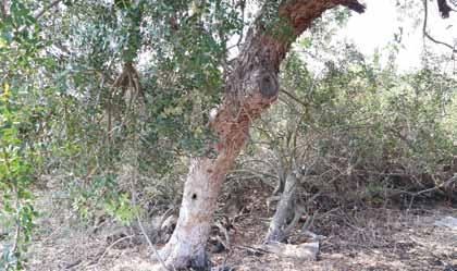 הרדוף הנחלים Nerium( )oleander הוא שיח ענף הגדל בגדות נחלים, אך לעתים כתוצאה מגיזום ועיצוב גנני גם הוא יכול להתפתח לעץ )תמונה 4(.