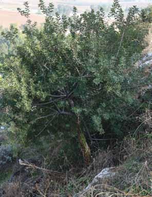 Picture 2: Four-year-old planted Pistacia lentiscus in the Gilboa Forest; it was shaped as a small single-trunk tree by using a plastic tube shelter and pruning.