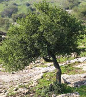 יער, גיליון מס' 14, מרץ 2015, ניסן תשע"ה הארז באלוני הבשן איתן סט, חבר קיבוץ גדות ומנהל רשות ניקוז כנרת לשעבר, פנה אלינו בבקשה מיוחדת, להציל עץ ארז שניטע לפני 40 שנה לזכרם של שמונה מחייליו, שנהרגו