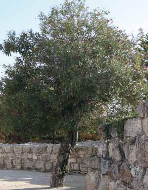 עם השנים גדל העץ והתעבה עד שמילא את כל היקף החור שבו ניטע והיה חשש שאם תהליך זה יימשך, העץ שנראה כיום במיטבו, עשוי להתנוון בהדרגה כתוצאה מחיגורו על ידי הפלדה.