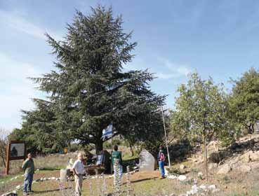 גובה העץ 12 מ' וקוטרו 38 ס"מ. תמונה 3: עץ של אשחר ארץ ישראלי בחרבת ממלח )נ.צ 24200.75146(. גובה העץ 3.5 מ' והיקף גזעו 45 ס"מ.