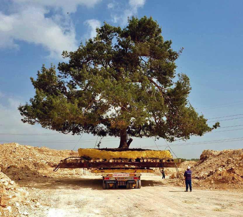יער, גיליון מס' 14, מרץ 2015, ניסן תשע"ה עץ אורן ירושלים הענק מועמס על מעביר בדרכו לביתו החדש )צילום: איתן רוזנברג(.