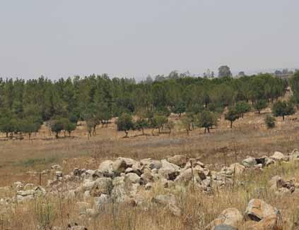 יער, גיליון מס' 14, מרץ 2015, ניסן תשע"ה )ג( כישלון בביצוע דילול עומדי היער במועד.