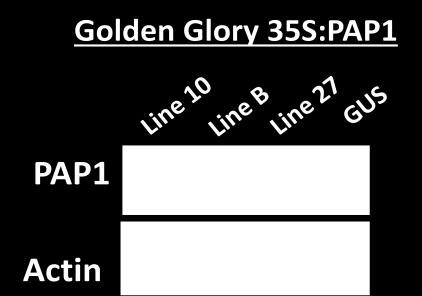 Actin ניתן לראות את תוצרי ההגברה הספציפית של הגן PAP1 בקווים שהותמרו עם 35S:PAP1 בעוד שבצמחי הביקורת שהותמרו עם הקונסטראקט.