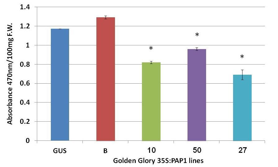 גרף 3 תכולת קרוטנואידים בפרחי סולידגו מהזן.Golden Glory בליעת האור )Absorbance( של מיצוי עלי הכותרת נמדדה באורכי גל של 221 ננומטר. הערכים מייצגים את בליעת האור עבור 100mg רקמה טרייה.