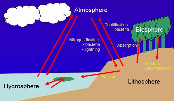 Nitrogen Cycle (2/3) Πηγή: http://www.docstoc.