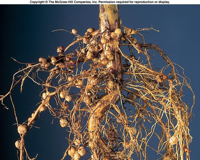 Nitrogen-Fixing Bacteria in Root Nodules Πηγή: http://eclass.auth.