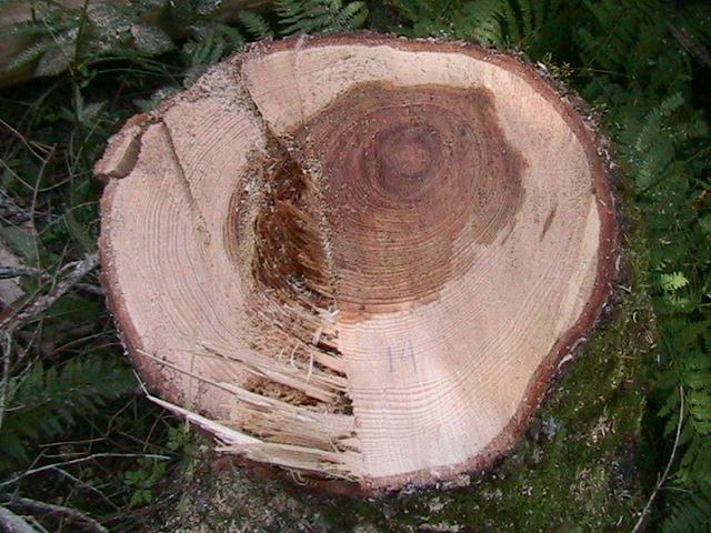 - 123 - Πίνακας 6.2.2.3. Εκκεντρότητα που εμφανίστηκε στην εγκάρσια διατομή της βάσης του κάθε δέντρου και στρεψοΐνια που παρατηρήθηκε στο μήκος του εμπορεύσιμου κορμού των δέντρων.