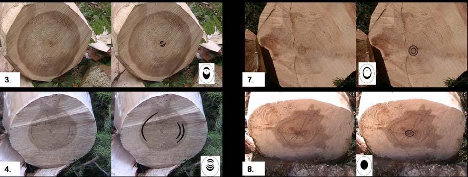 1. Τύποι θλιψιγενούς ξύλου, στις εγκάρσιες διατομές των κορμοτεμαχίων που προέκυψαν από την υλοτομία των δέντρων, στην περιοχή έρευνας. 1. Ημισεληνοειδές, μονόπλευρο, συνεχές, 2.