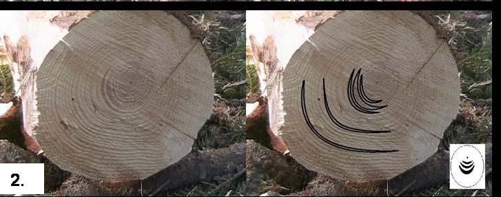 - 172-7.2.2. Εμφάνιση και κατανομή θλιψιγενούς ξύλου Από τους 8 τύπους θλιψιγενούς ξύλου που παρατηρήθηκαν στην περιοχή έρευνας (βλέπε πίνακα 6.2.3.1.1, σχήμα 6.2.3.1.1) συχνότεροι ήταν οι τύποι 2