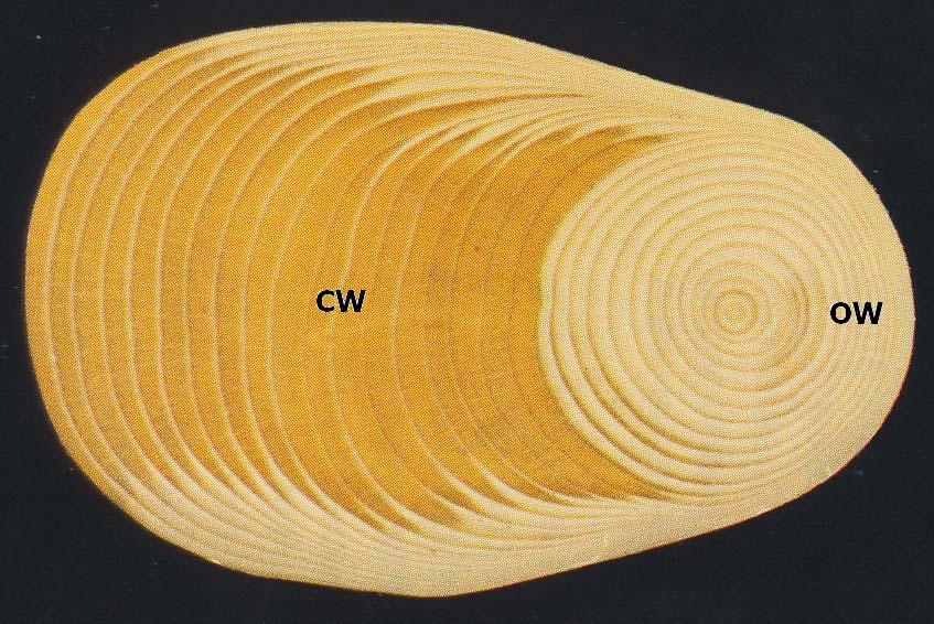 Η διατομή των τραχεΐδων στο θλιψιγενές ξύλο είναι κυκλική ενώ στο αντίθετο ξύλο τετραγωνισμένη και γωνιώδης.