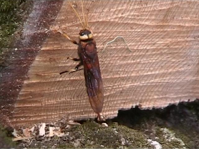 - 52 - Εικόνα 4.6.1. Θηλυκό τέλειο έντομο του είδους Urocerus (Sirex) augur, εναποθέτει τα αυγά του στο ξύλο κατακείμενου κορμοτεμαχίου υβριδογενούς ελάτης (φωτογραφία από την περιοχή έρευνας).