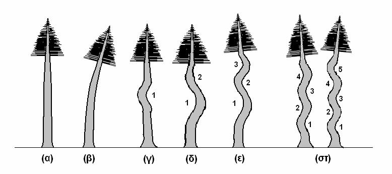 2.1.γ-στ). (α) Εικόνα 5.2.1. (α) Στρέβλωση κορμού, με δυο καμπύλα τμήματα, σε δέντρο υβριδογενούς ελάτης, (β) Κάμψη κορμού και απόκλιση από την κατακόρυφη θέση του, σε δέντρα υβριδογενούς ελάτης που