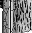 תאים מוקדמים Cells) (Progenitor או הגוף.