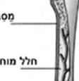 כך איברים ורקמות במעבדה ואחר הההבטחות