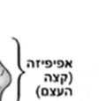 בעיית חוסר דחיית האיברים המושתלים בגוף