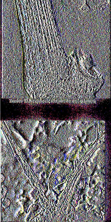 ατελής μύκητας Phomophsis vitícola, ο οποίος διαχειμάζει με τη μορφή του πυκνιδίου μέσα στο φλοιό των κληματίδων του ενός χρόνου(στη βίβλο),αλλά και με τη μορφή