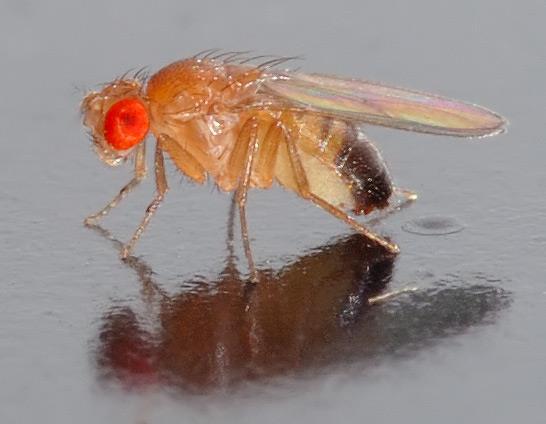 Statin Treatment Increases Lifespan and Improves Cardiac Health in Drosophila by