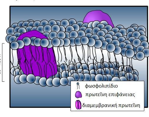 Ας θυμηθούμε τον προσανατολισμό των φωσφολιπιδίων μέσα σε υδατικό περιβάλλον ΜΟΝΤΕΛΟ ΡΕΥΣΤΟΥ ΜΩΣΑΪΚΟΥ Οι μεμβράνες αποτελούνται από διπλοστιβάδα