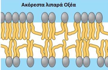 κορεσμένων λιπαρών οξέων δημιουργεί μια φάση λιγότερο ρευστή πιο στερεοποιημένη.