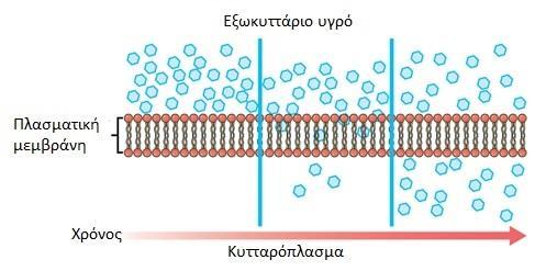 Πρέπει να θυμόμαστε ότι Η πλασματική μεμβράνη είναι εκλεκτικά διαπερατή, δηλαδή ελέγχει και καθορίζει πώς μεταφέρονται οι διάφορες ουσίες,