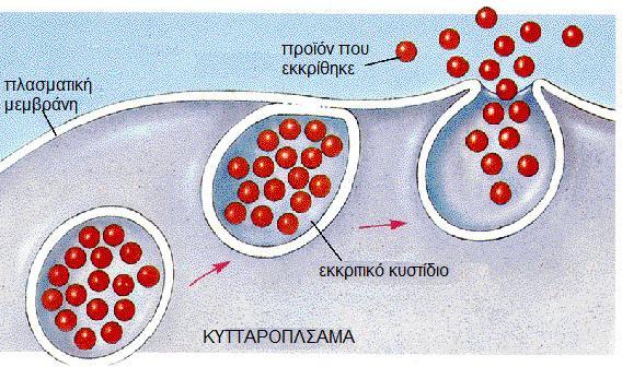 Β. ΩΣΜΩΣΗ Είναι η κίνηση μορίων νερού μέσω μιας ημιπερατής μεμβράνης από περιοχές όπου η συγκέντρωση της διαλυμένης ουσίας (ωσμωτική συγκέντρωση) είναι χαμηλή άρα περισσότερα ελεύθερα μόρια νερού
