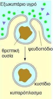 ΕΝΩ ΒΙΟΛΟΓΙΑ Β ΛΥΚΕΙΟΥ ΓΕΝΙΚΗΣ ΠΑΙΔΕΙΑΣ Η μεταφορά από το εξωτερικό χώρο κυττάρου προς το εσωτερικό του γίνεται με τη διαδικασία που δείχνει το σχήμα και ονομάζεται ενδοκύττωση.