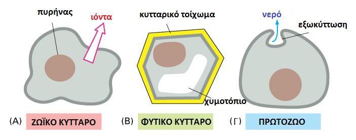 αποφύγουν την διάρρηξη του κυττάρου λόγω ωσμωτικής διόγκωσης. Όταν βρεθούν σε υποτονικό περιβάλλον. Α.