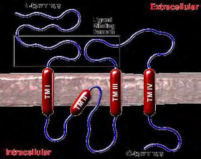 Eικόνα 11: Γενική δομή υπομονάδας ιοντοτροπικού γλουταμικού υποδοχέα (http://www.bristol.ac.uk/synaptic/receptors).