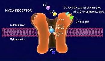 Για την ενεργοποίηση των NMDA υποδοχέων απαραίτητη είναι εκτός από τη σύνδεση του γλουταμικού και η σύνδεση της γλυκίνης.
