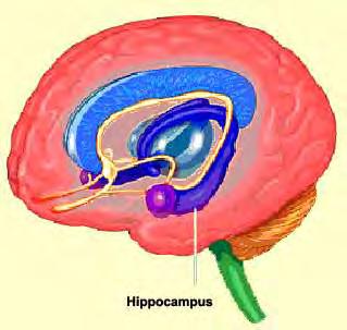 Εικόνα 2: Σχηματική αναπαράσταση της μορφής και της θέσης του ιπποκάμπου ανθρώπινου εγκεφάλου (αριστερά) και εγκεφάλου αρουραίου (δεξιά) (http://thebrain.mcgill.ca/flash και http://hargreaves.swong.