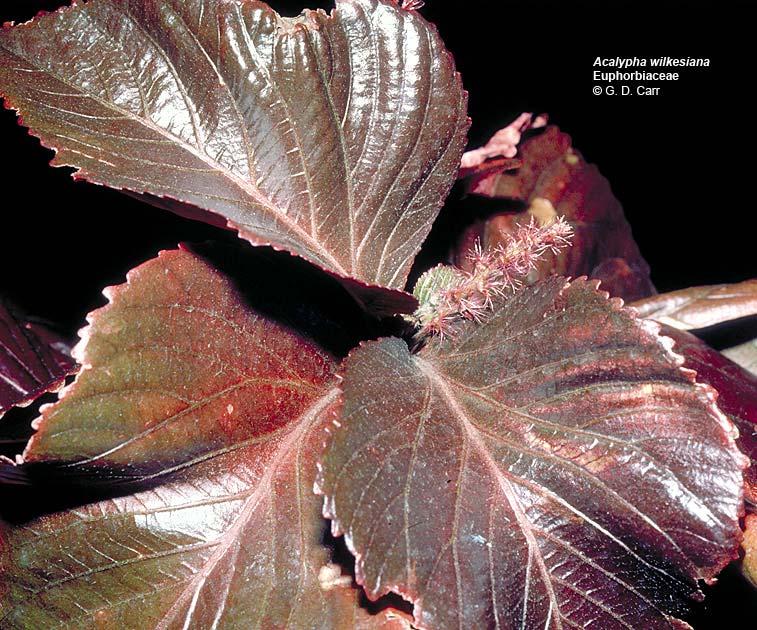 Acalypha wilkesiana, µπρούντζινου χρώµατος φύλλο, επικάλυψη Jacobs.