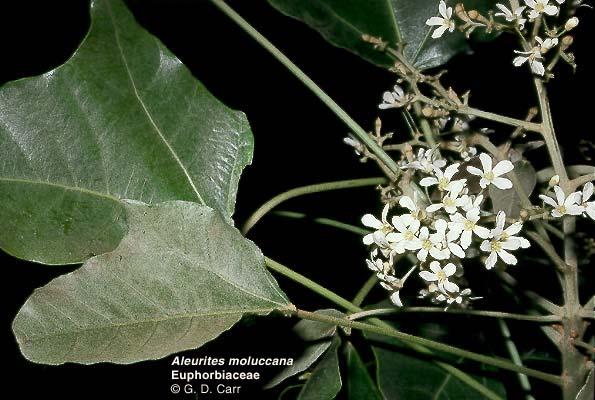 Aleurites moluccana, kukui. Πολυνησιακό δέντρο πιθανώς φερµένο στη Χαβάη από πρώιµο πολυνησιακούς αποίκους. Επίσηµο δέντρο του κράτους της Χαβάη και το νησιώτικο άνθος του Molokai.